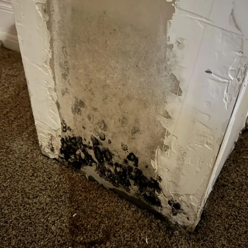 Professional Mold Removal in Escobares, TX